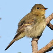 Yellow-bellied Flycatcher